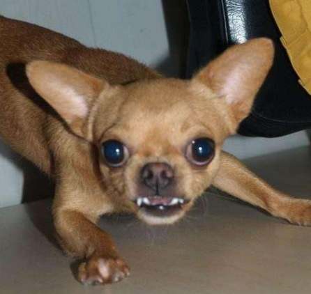 吉娃娃遺傳疾病