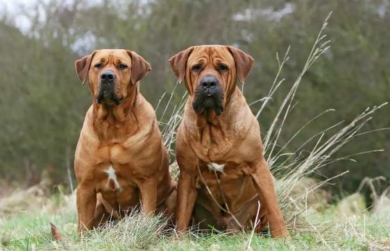 危險犬隻飼養注意事項