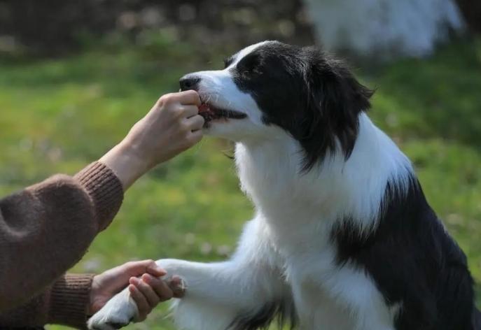 边境牧羊犬缺点