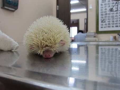 刺蝟生氣症狀