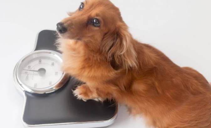 高齡犬鮮食配方 高齡犬鮮食配方