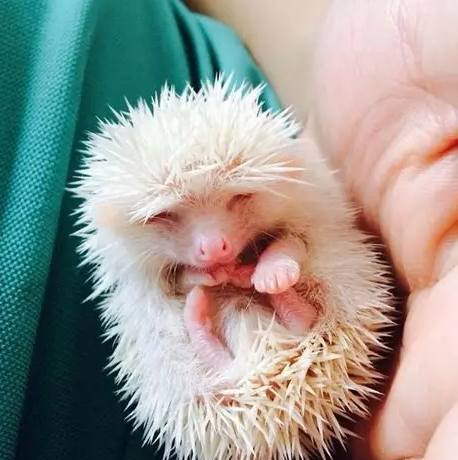 迷你刺蝟飼養方法