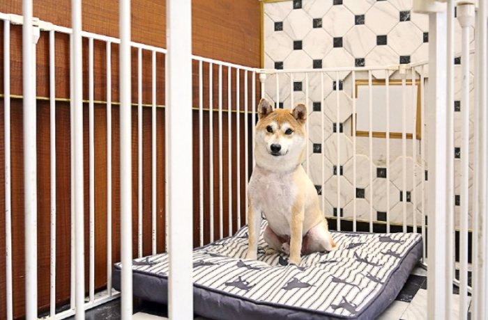 室內犬獨處焦慮