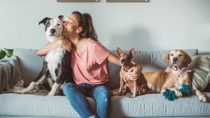 寵物生病行為溝通