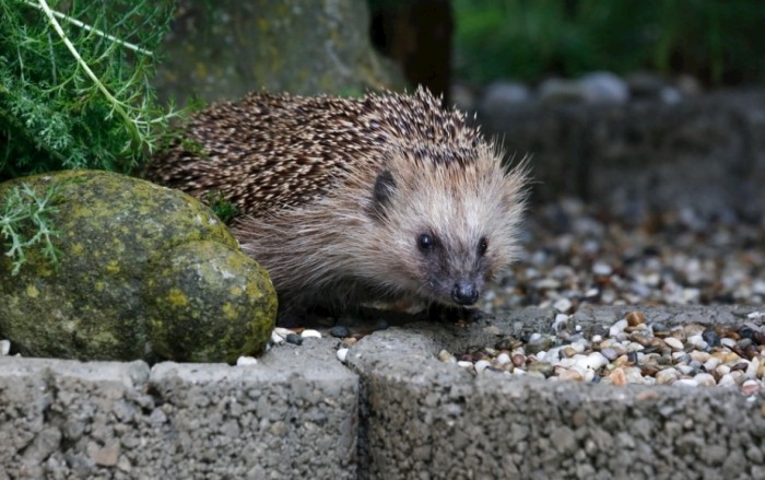 麵包蟲對刺蝟有害