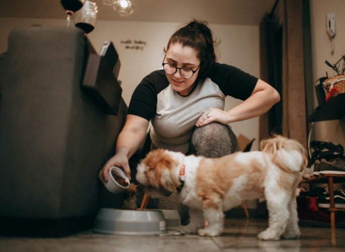 室內犬空守意思