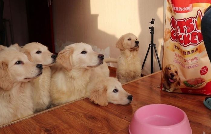 狗狗早餐食譜