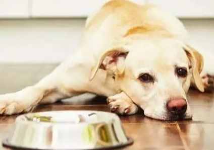 狗不吃東西原因