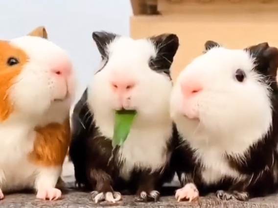 天竺鼠年齡判斷