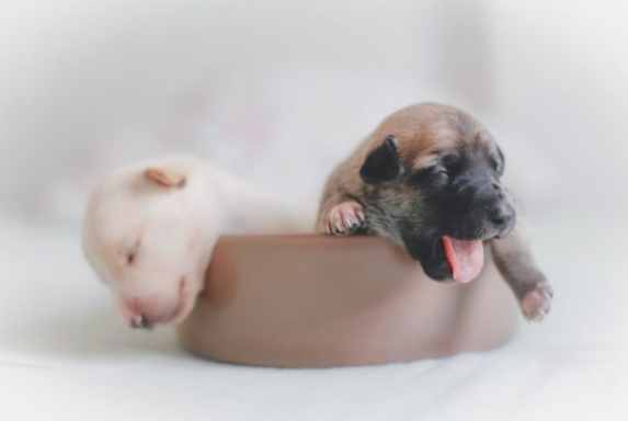 幼犬餵食量指南 幼犬餵食量指南