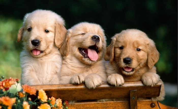 不亂叫的狗品種