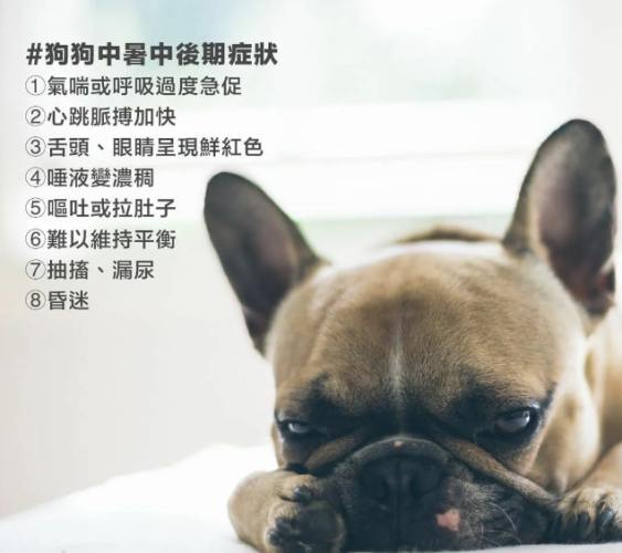 狗狗熱衰竭處理