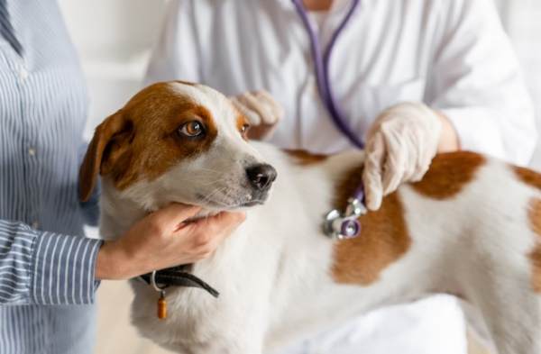 吉娃娃常見疾病