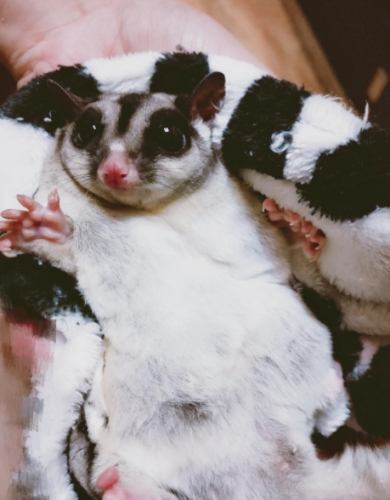 蜜袋鼯看病費用