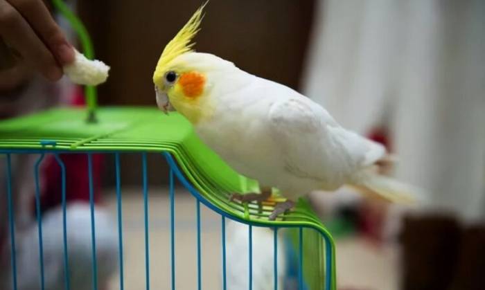 寵物鳥飼養方法