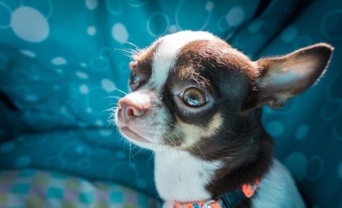 吉娃娃遺傳疾病