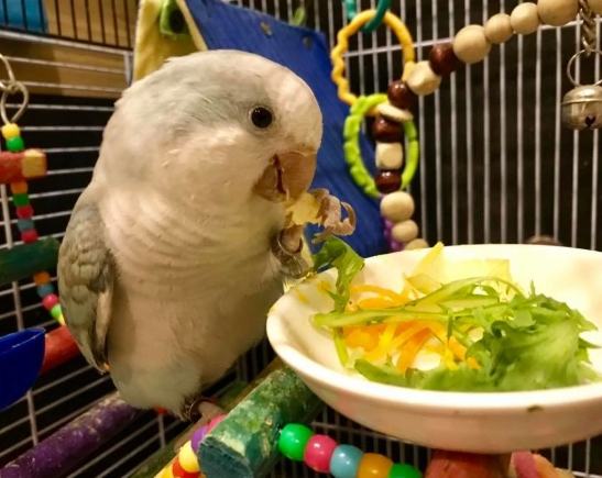 鸚鵡飲食安全
