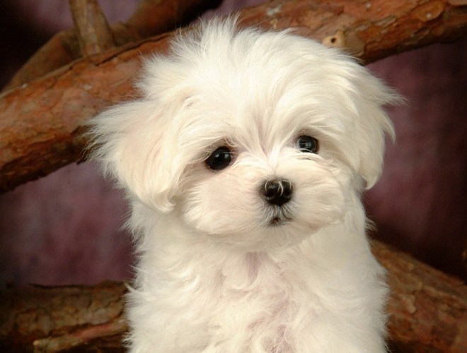 狗吃羅勒的好處