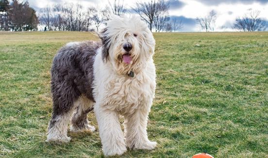 古代牧羊犬 性格