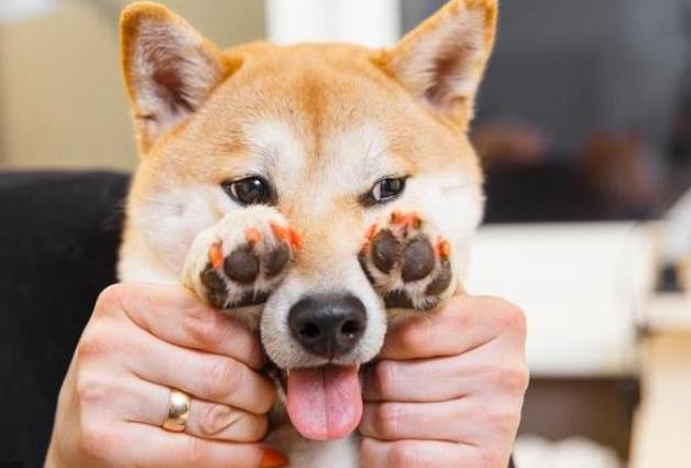 如何延長柴犬壽命