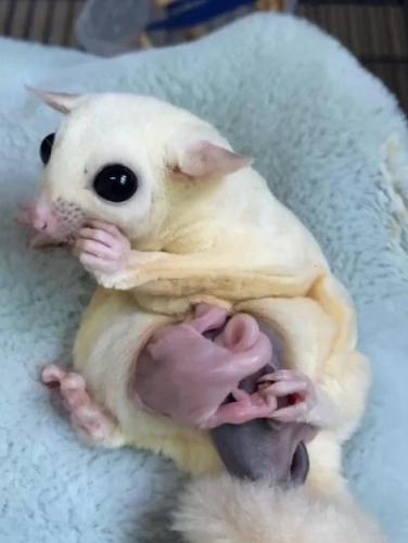 蜜袋鼯育兒袋清潔