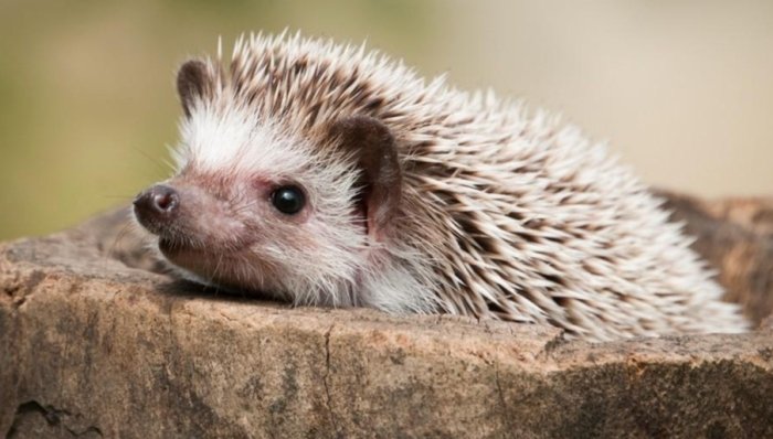 歐洲刺蝟非洲刺蝟比較