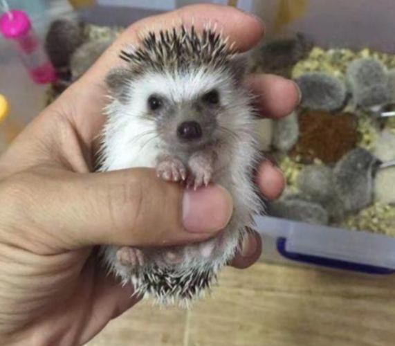 非洲迷你刺猬照顧