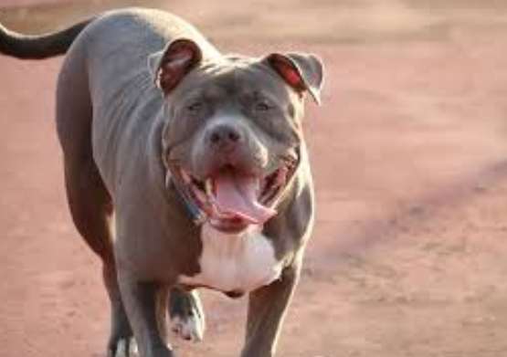 比特犬飼養禁令