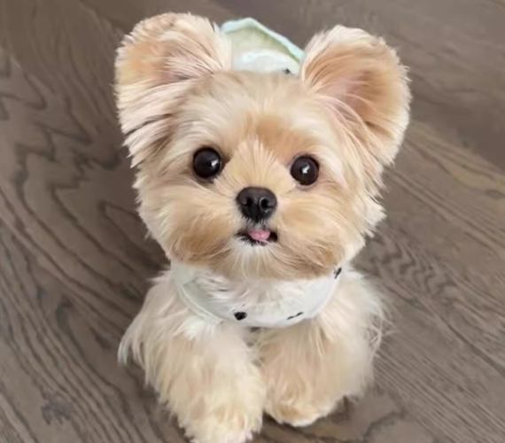 犬種智商排行榜