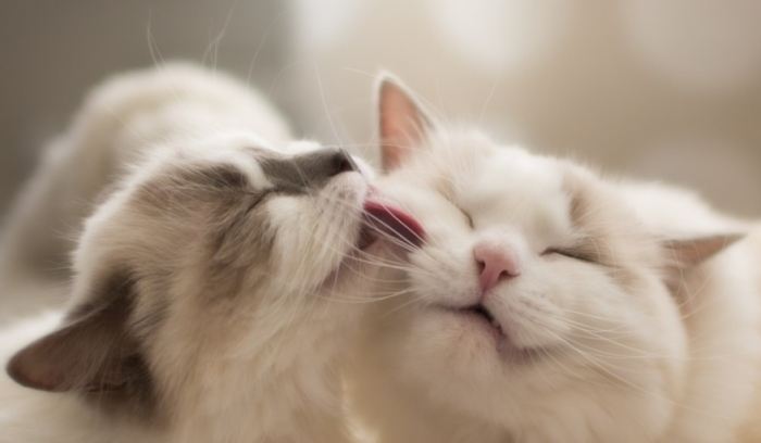 親貓注意事項 親貓注意事項