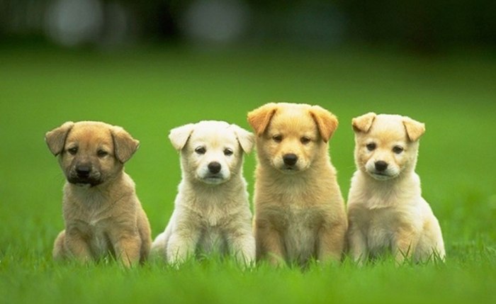 寵物降溫方法 寵物降溫方法