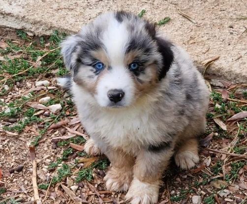 迷你牧羊犬健康