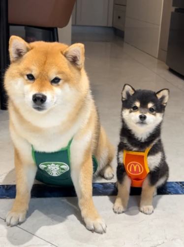 豆柴 柴犬 區別