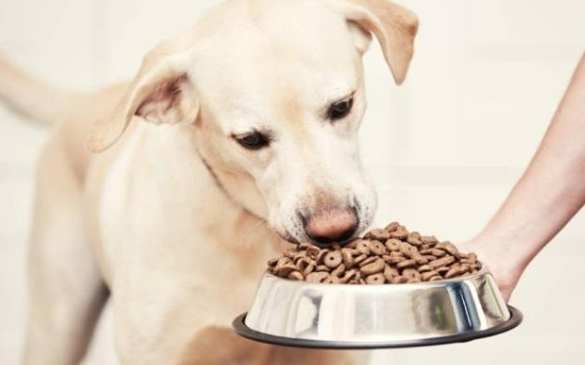 腎臟病寵物照護