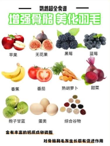 鸚鵡可以吃什麼