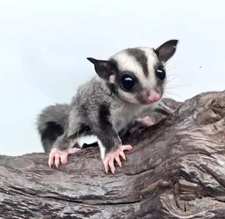 蜜袋鼯健康檢查費用