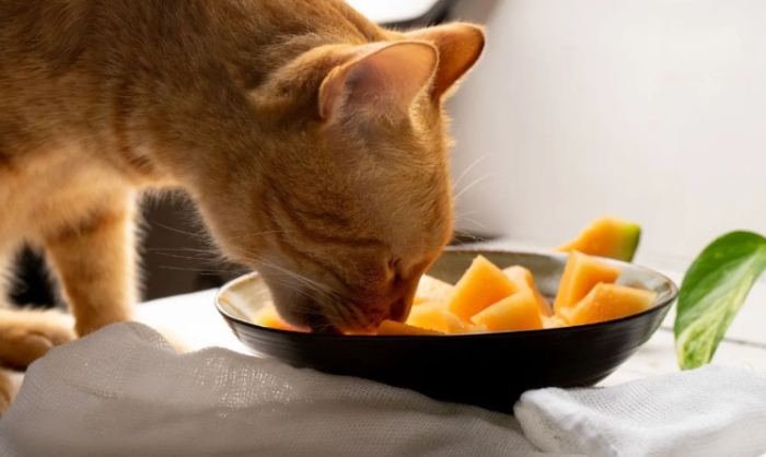 貓吃哈密瓜安全嗎