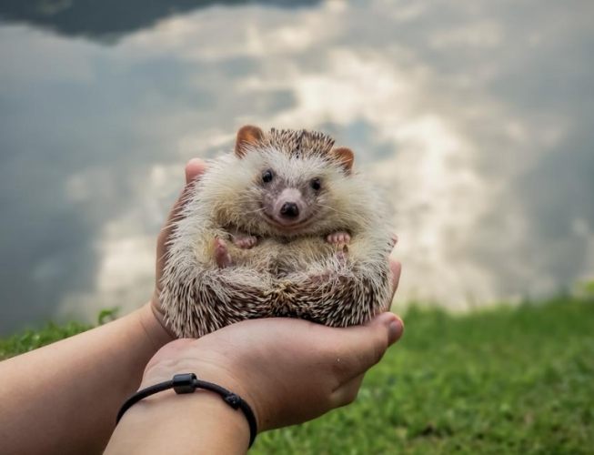 寵物刺猬照顧