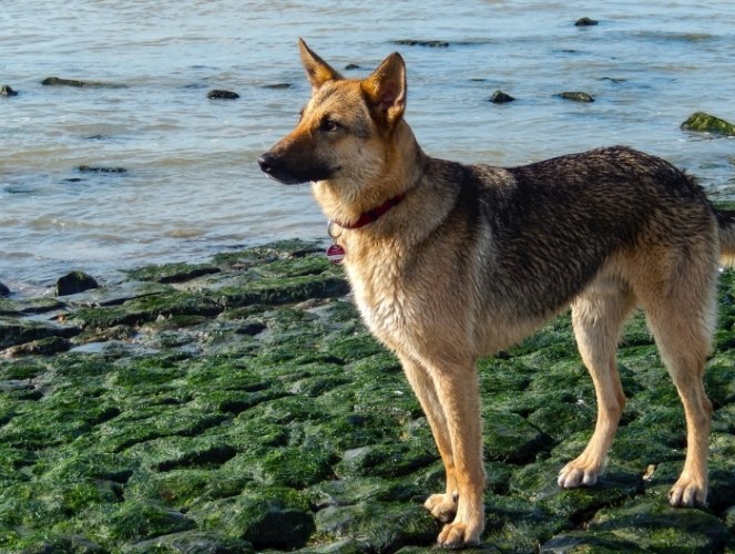 狗狗攻擊行為解決