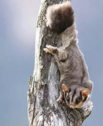 蜜袋鼯照顧技巧