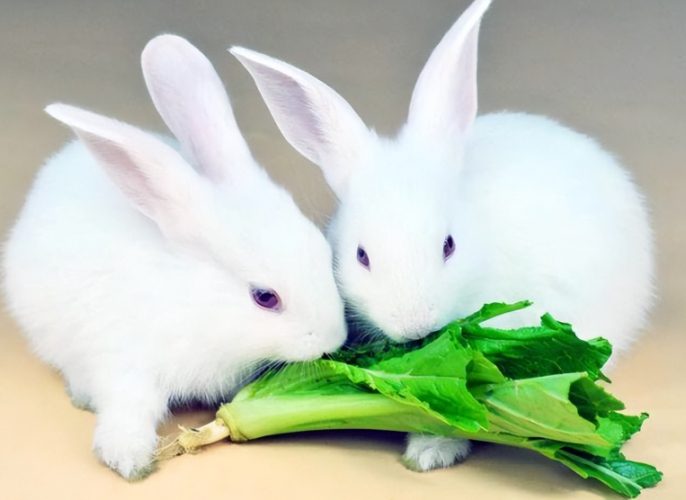 兔子牧草更换频率