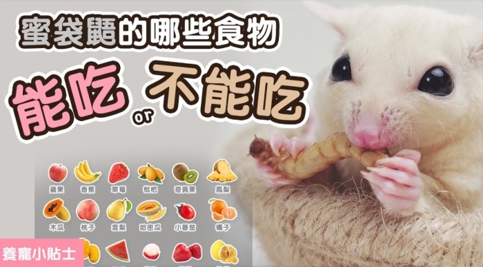 蜜袋鼯食物清單