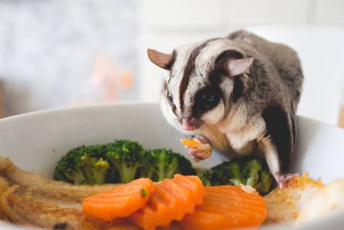 蜜袋鼯飲食指南