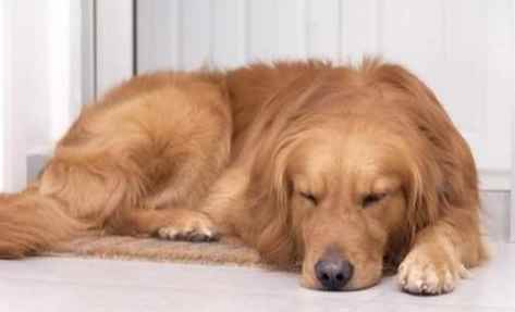 狗狗精神不振症狀