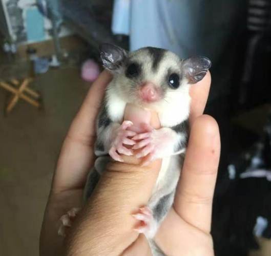 蜜袋鼯健康問題