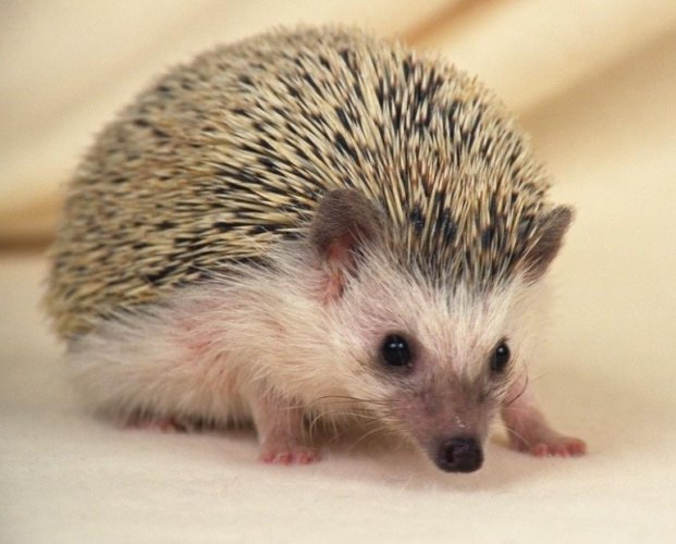 刺猬是鼠类吗