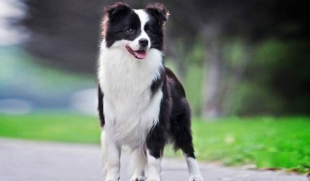 养边牧注意事项