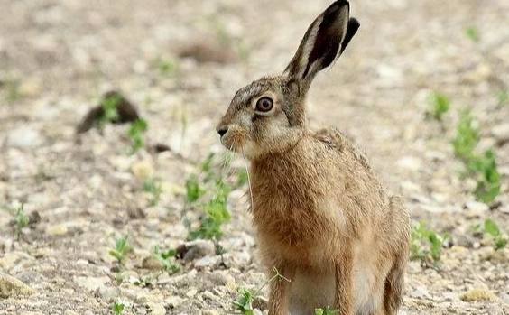 果園兔子防治 果園兔子防治