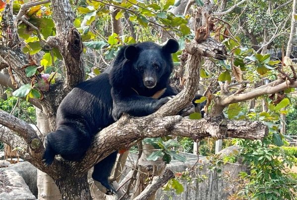 台灣禁養寵物列表