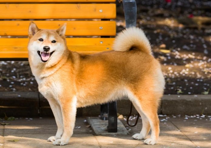 柴犬皮膚病症狀